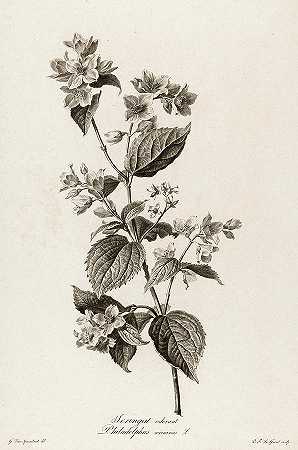 农民茉莉花，1801年`Farmers Jasmine, 1801 by Pierre Francois Legrand