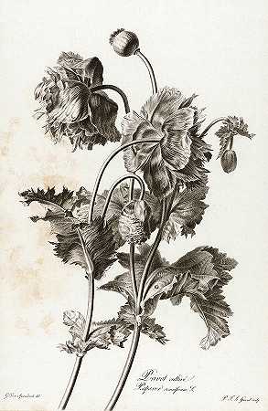 罂粟`Opium Poppy by Pierre Francois Legrand