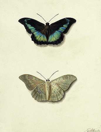蝴蝶`Butterfly by Georgius Jacobus Johannes van Os