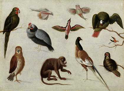 外来动物-1`Exotic Animals -1 by Jan van Kessel