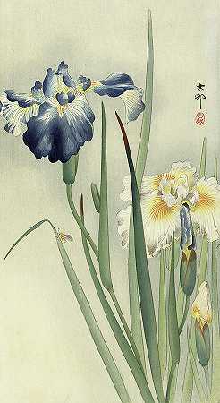鸢尾花`Irises by Ohara Koson