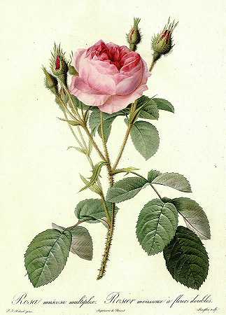 玫瑰`Les Roses, Rosa Muscosa Multiplex by Pierre-Joseph Redoute