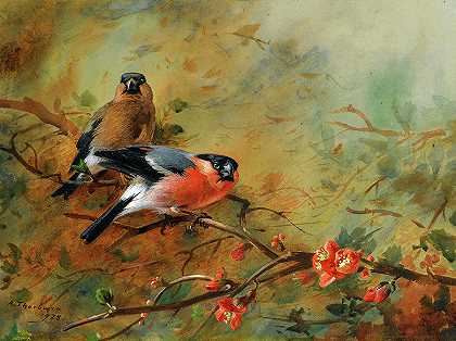 牛雀和梨，1928年`Bullfinches And Pyrus Japonica, 1928 by Archibald Thorburn