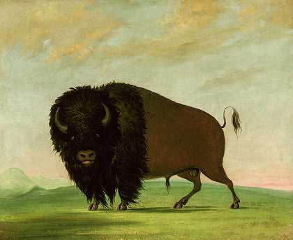 野牛，在草原上吃草`Buffalo Bull, Grazing on the Prairie by George Catlin