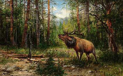 号角麋鹿`Bugling Elk by John Fery