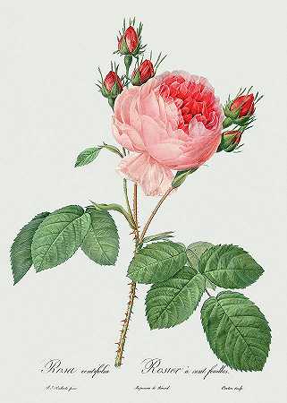 千叶蔷薇，1817年`Rosa Centifolia, 1817 by Pierre-Joseph Redoute
