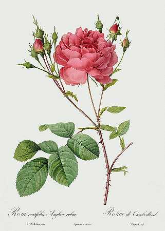 藤萝，1817年`Rosa Centifolia Anglica Rubra, 1817 by Pierre-Joseph Redoute