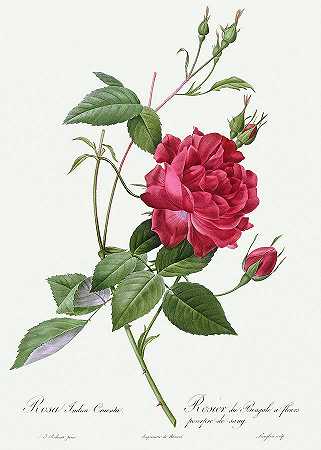 印度玫瑰，1817年`Rosa Indica Cruenta, 1817 by Pierre-Joseph Redoute