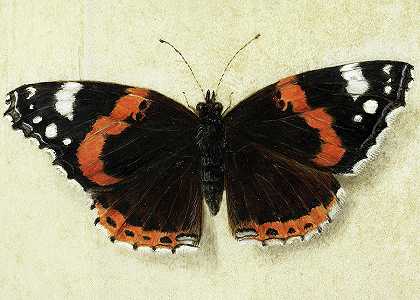 蝴蝶`Butterfly by Jan van Kessel