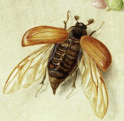 飞蛾`Moth by Jan van Kessel