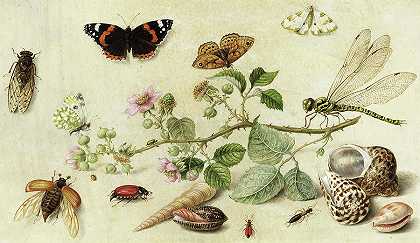 有昆虫和贝壳的花枝`Flower Branch with Insects and Shells by Jan van Kessel