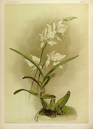 兰花`Orchid, Laelia Autumnalis Alba by Henry Frederick Conrad Sander