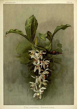 兰花`Orchid, Coelogyne Swaniana by Henry Frederick Conrad Sander