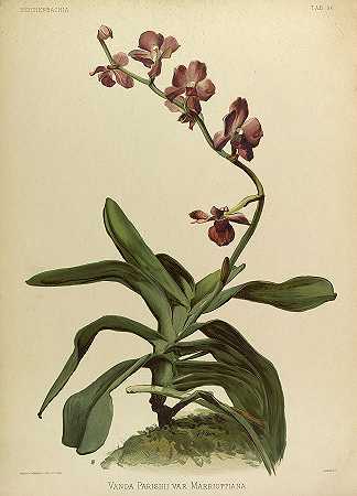 兰花万达帕里希瓦万豪`Orchid, Vanda Parishii Var Marriottiana by Henry Frederick Conrad Sander