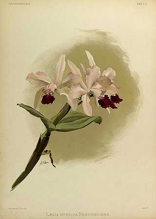 兰花`Orchid, Laelia Hybrida Behrensiana by Henry Frederick Conrad Sander