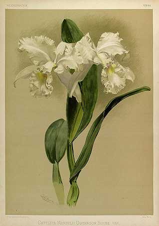 兰花，卡特莉亚·门德利·库恩登之家`Orchid, Cattleya Mendelli Quorndon House Var by Henry Frederick Conrad Sander