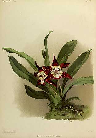 兰花，颧瓣腹部`Orchid, Zygopetalum Burtii by Henry Frederick Conrad Sander