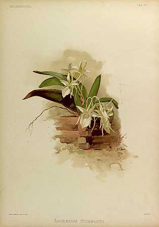 兰花`Orchid, Angraecum Humblotii by Henry Frederick Conrad Sander