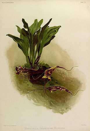 兰花`Orchid, Masdevallia Chimaera Var Mooreana by Henry Frederick Conrad Sander