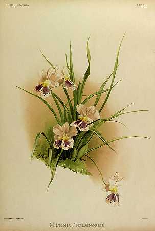兰花`Orchid, Miltonia Phalaenopsis by Henry Frederick Conrad Sander