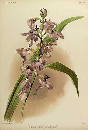 兰花`Orchid, Lissochilus Giganteus by Henry Frederick Conrad Sander
