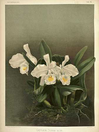 兰花`Orchid, Cattleya Trianae Alba by Henry Frederick Conrad Sander
