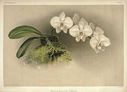 兰花，蝴蝶兰`Orchid, Phalaenopsis Casta by Henry Frederick Conrad Sander