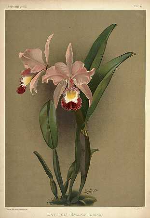 兰花。`Orchid, Cattleya Ballantiniana by Henry Frederick Conrad Sander