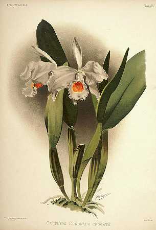 兰花`Orchid, Cattleya Eldorado Crocata by Henry Frederick Conrad Sander