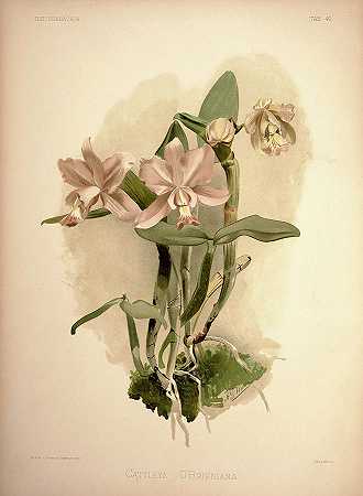兰花`Orchid, Cattleya Obrieniana by Henry Frederick Conrad Sander