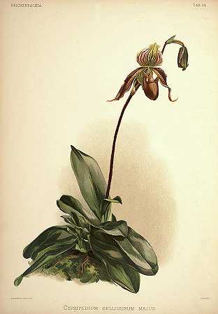 兰花`Orchid, Cypripedium Selligerum Majus by Henry Frederick Conrad Sander