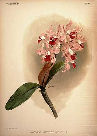 兰花`Orchid, Cattleya Amethystoglossa by Henry Frederick Conrad Sander