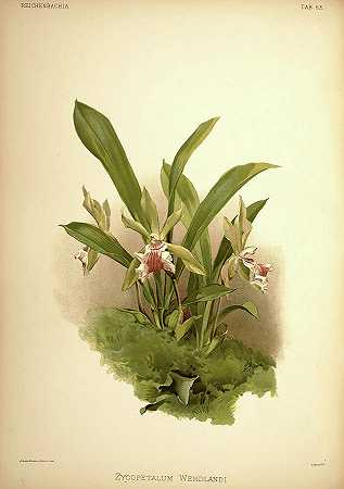 兰花`Orchid, Zygopetalum Wendlandi by Henry Frederick Conrad Sander