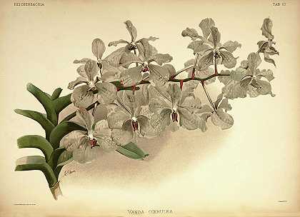 兰花`Orchid, Vanda Coerulea by Henry Frederick Conrad Sander