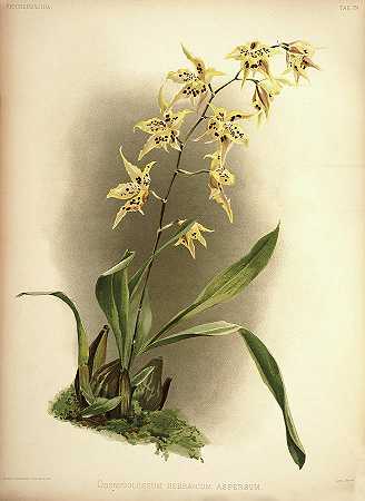 兰花`Orchid, Odontoglossum Hebraicum Aspersum by Henry Frederick Conrad Sander
