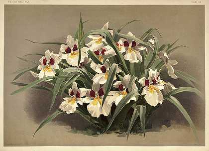 兰花`Orchid, Odontoglossum by Henry Frederick Conrad Sander