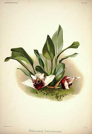 兰花`Orchid, Maxillaria Sanderiana by Henry Frederick Conrad Sander