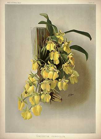 兰花，文心兰`Orchid, Oncidium Concolor by Henry Frederick Conrad Sander