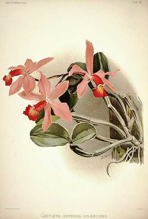 兰花`Orchid, Cattleya Superba Splendens by Henry Frederick Conrad Sander
