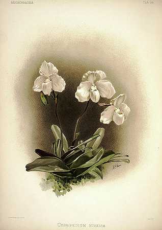 兰花`Orchid, Cypripedium Niveum by Henry Frederick Conrad Sander