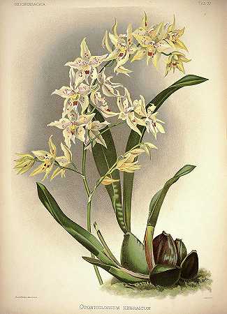 兰花`Orchid, Odontoglossum Hebraicum by Henry Frederick Conrad Sander