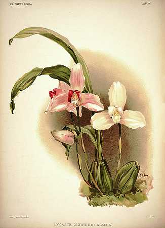 兰花、石蒜和阿尔巴`Orchid, Lycaste Skinneri and Alba by Henry Frederick Conrad Sander