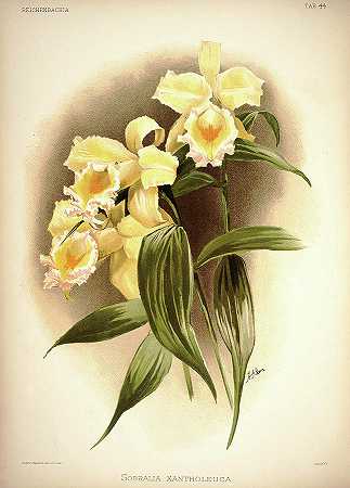 兰花`Orchid, Sobralia Xantholeuca by Henry Frederick Conrad Sander