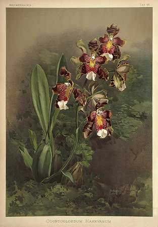 兰花`Orchid, Odontoglossum Harryanum by Henry Frederick Conrad Sander