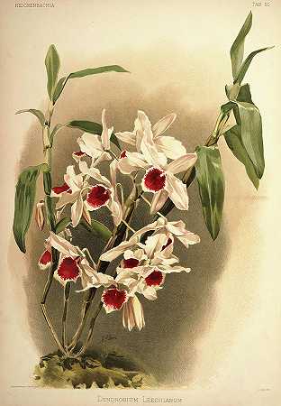兰花`Orchid, Dendrobium Leechianum by Henry Frederick Conrad Sander