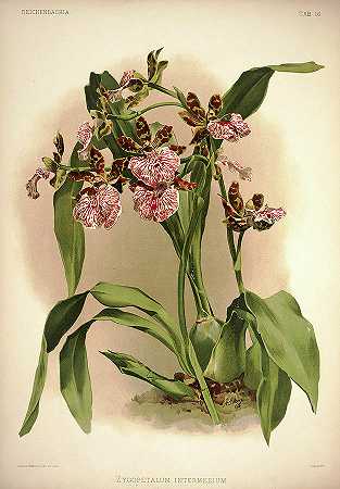 中间颧瓣兰花`Orchid, Zygopetalum Intermedium by Henry Frederick Conrad Sander