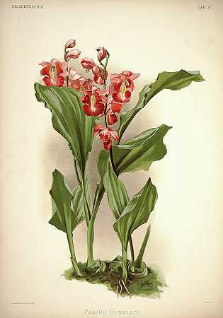 兰花`Orchid, Phajus Humblotii by Henry Frederick Conrad Sander