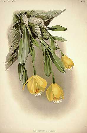 兰花`Orchid, Cattleya Citrina by Henry Frederick Conrad Sander