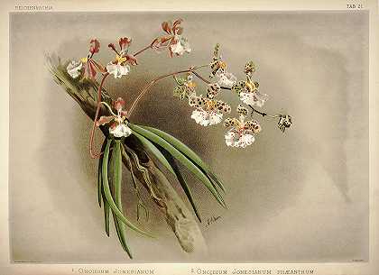 兰花，文心兰，文心兰`Orchid, Oncidium Jonesianum, Oncidium Jonesianum Phaeanthum by Henry Frederick Conrad Sander