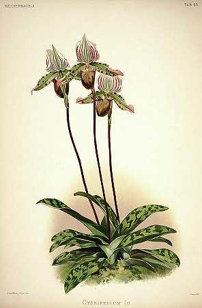 兰花`Orchid, Cypripedium Io by Henry Frederick Conrad Sander